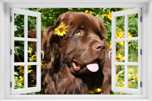 Fototapeta Naklejka Na Ścianę Okno 3D - Sweet Brown Newfoundland in a Flower Garden