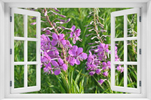 Fototapeta Naklejka Na Ścianę Okno 3D - Epilobium angustifolium blooms in nature in summer