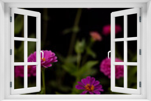 Fototapeta Naklejka Na Ścianę Okno 3D - Zinnias in Bloom
