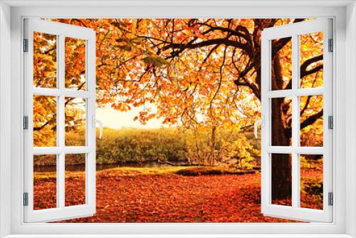 Fototapeta Naklejka Na Ścianę Okno 3D - Beautiful Autumn in the park