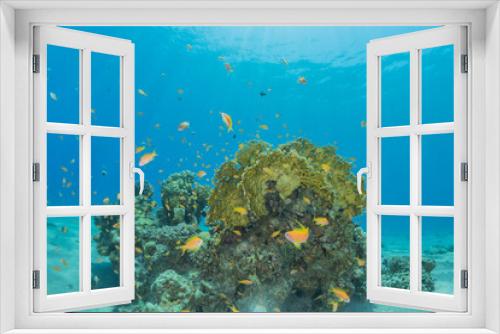 Fototapeta Naklejka Na Ścianę Okno 3D - Coral reef and water plants in the Red Sea, Eilat Israel
