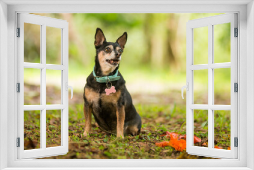 Fototapeta Naklejka Na Ścianę Okno 3D - portrait of a mongrel dog