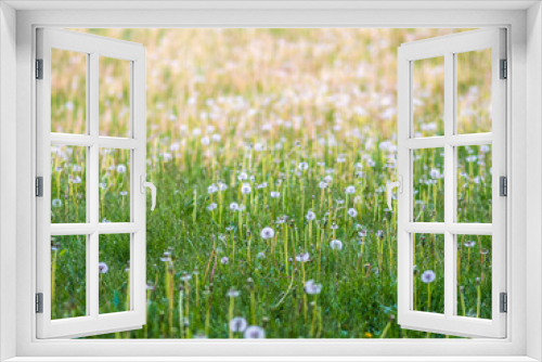 Fototapeta Naklejka Na Ścianę Okno 3D - Field with white dandelion flowers. Meadow of white dandelions. Summer field. Dandelion field. spring background with white dandelions.
