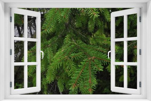 Fototapeta Naklejka Na Ścianę Okno 3D - country fern