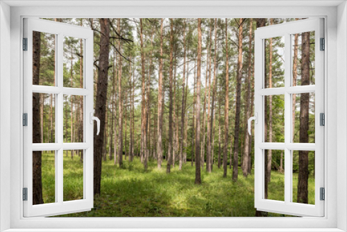 Fototapeta Naklejka Na Ścianę Okno 3D - Kiefernwald mit Gras und Wiese in der Sonne