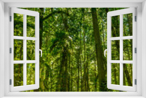 Fototapeta Naklejka Na Ścianę Okno 3D - Lush green trees and ferns in the Hoh Rainforest, Olympic National Park WA
