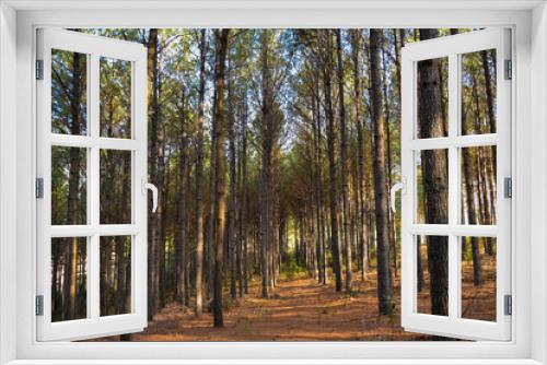 Fototapeta Naklejka Na Ścianę Okno 3D - Forest Pine Plantation