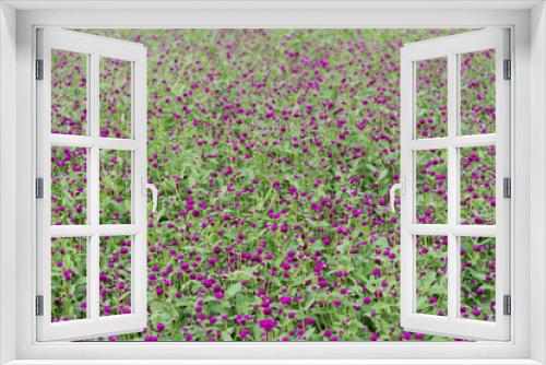 Fototapeta Naklejka Na Ścianę Okno 3D - field of purple Gomphrena globosa