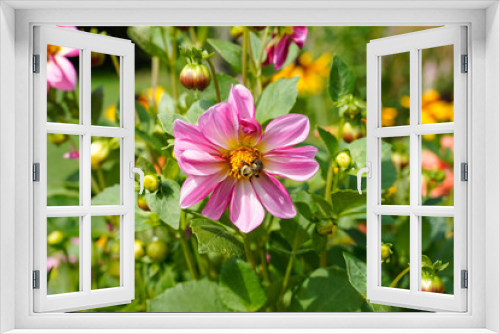 Fototapeta Naklejka Na Ścianę Okno 3D - Pink and white dahlia flower with a bee on the center. Beautiful floral background. Flower garden with many flowers growing.