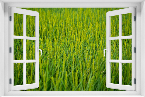 Fototapeta Naklejka Na Ścianę Okno 3D - Beautiful green rice field background on Albufera natural park in Valencia (Spain) on sunrise. Agriculture harvest concept.