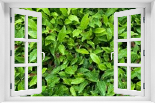 Fototapeta Naklejka Na Ścianę Okno 3D - green tea leaves background