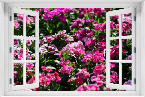 Fototapeta Naklejka Na Ścianę Okno 3D - Colorful flower garden.