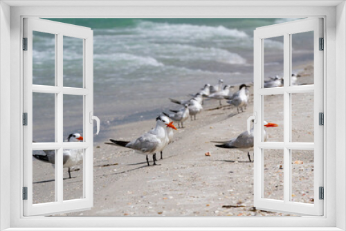 Fototapeta Naklejka Na Ścianę Okno 3D - Flock of Royal Terns on Ocean Shore Line