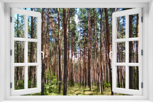 Fototapeta Naklejka Na Ścianę Okno 3D - Photo of the edge of a pine forest on a summer day