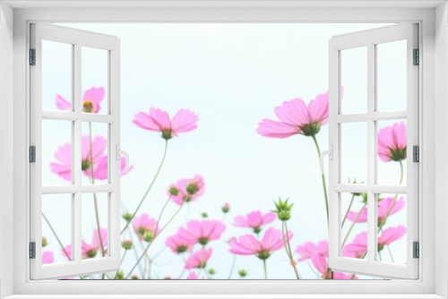 Fototapeta Naklejka Na Ścianę Okno 3D - ピンクのコスモスと白い背景、秋桜のバックショット、背景素材