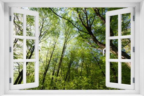 Fototapeta Naklejka Na Ścianę Okno 3D - green poplars in the spring season in the forest