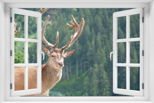 Fototapeta Naklejka Na Ścianę Okno 3D - Beautiful big deer