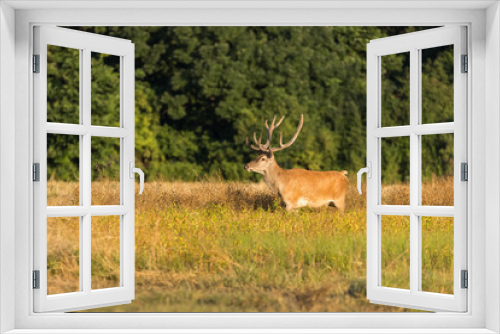 Fototapeta Naklejka Na Ścianę Okno 3D - Red Deers on pasture. (Cervus elaphus). Wildlife scenery