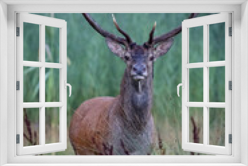 Fototapeta Naklejka Na Ścianę Okno 3D - Red Deers on pasture. (Cervus elaphus). Wildlife scenery