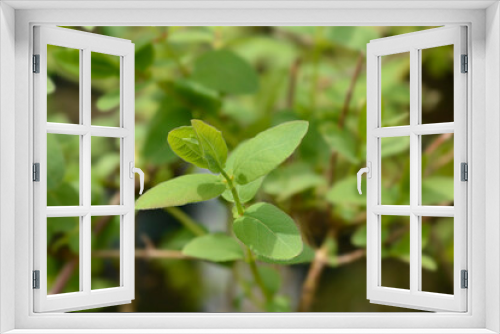 Fototapeta Naklejka Na Ścianę Okno 3D - Honeyberry
