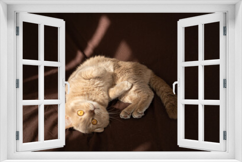 Fototapeta Naklejka Na Ścianę Okno 3D - adult cat scottish british fold