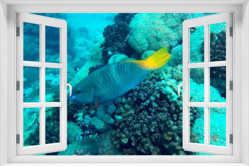 Fototapeta Naklejka Na Ścianę Okno 3D - coral reef with parrot fish