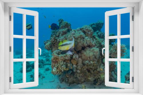 Fototapeta Naklejka Na Ścianę Okno 3D -  Fish swim in the Red Sea, colorful fish, Eilat Israel
