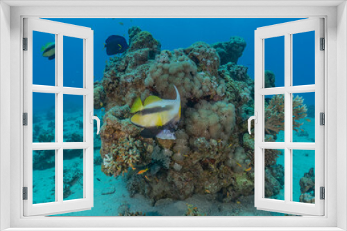 Fototapeta Naklejka Na Ścianę Okno 3D -  Fish swim in the Red Sea, colorful fish, Eilat Israel
