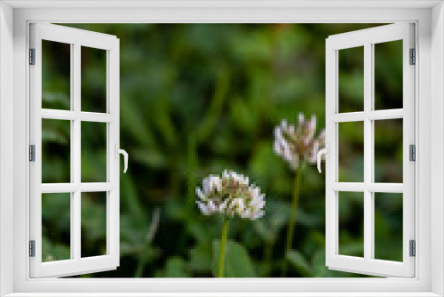 Fototapeta Naklejka Na Ścianę Okno 3D - Trifolium repens flower growing in field, close up 