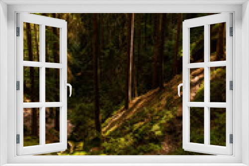 Fototapeta Naklejka Na Ścianę Okno 3D - Wald Ruhe Sonne Schatten