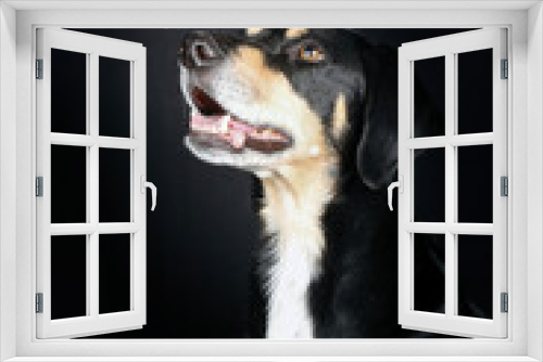 Fototapeta Naklejka Na Ścianę Okno 3D - portrait of Pinscher dog mixed with beauceron isolated on black background