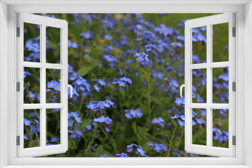 Fototapeta Naklejka Na Ścianę Okno 3D - purple flowers on green field