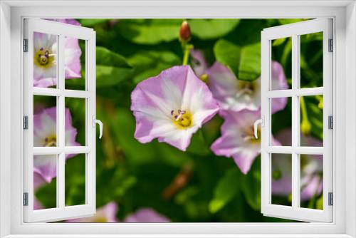 Fototapeta Naklejka Na Ścianę Okno 3D - aufgeblühte Blüten in lila und weiß