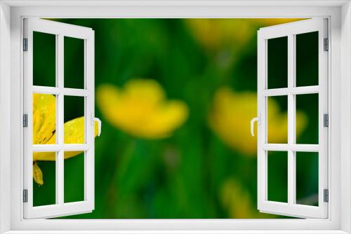 Fototapeta Naklejka Na Ścianę Okno 3D - Goldilocks buttercup // Gold-Hahnenfuß (Ranunculus auricomus agg.)