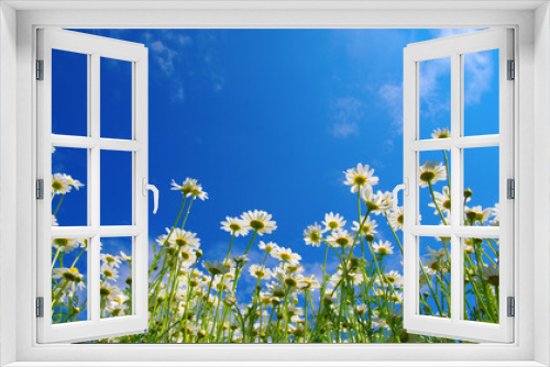 Fototapeta Naklejka Na Ścianę Okno 3D - Field of daisies