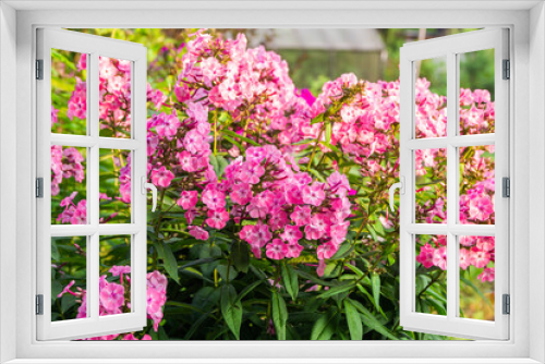 Fototapeta Naklejka Na Ścianę Okno 3D - Blooming subulata pink phlox in the garden