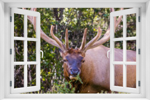 Fototapeta Naklejka Na Ścianę Okno 3D - An elk at the side of the road in Banff, Alberta, Canada