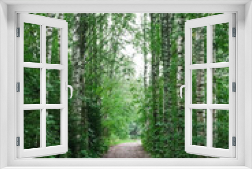 Fototapeta Naklejka Na Ścianę Okno 3D - path in the woods surrounded by birch trees