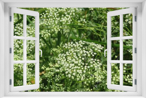 Fototapeta Naklejka Na Ścianę Okno 3D - Falcaria plant in the meadow, closeup