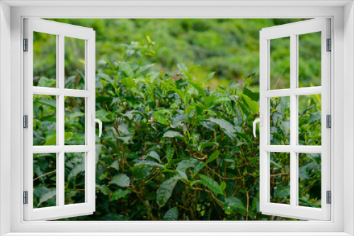 Fototapeta Naklejka Na Ścianę Okno 3D - Tea plant in the tea plantation 
