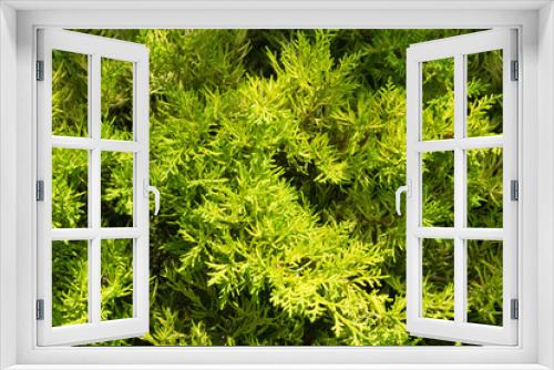 Fototapeta Naklejka Na Ścianę Okno 3D - Green thuja branches. The branches are illuminated by the sun. There are deep shadows. The background is partially out of focus. Image for texture, background. Copy space.
