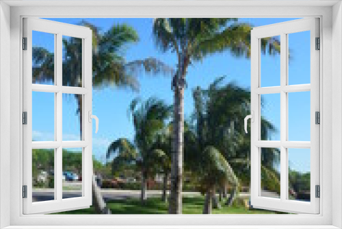Fototapeta Naklejka Na Ścianę Okno 3D - wakacje palmy natura roślinność ciepłe kraje Kuba
