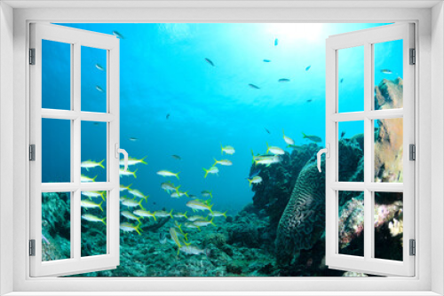 Fototapeta Naklejka Na Ścianę Okno 3D - Underwater scene with school of fish, coral reef and blue ocean in the background