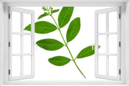 Fototapeta Naklejka Na Ścianę Okno 3D - Green ligustrum branch isolated on white background