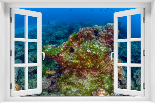 Fototapeta Naklejka Na Ścianę Okno 3D - Scuba diving at Cocos Island, Costa Rica