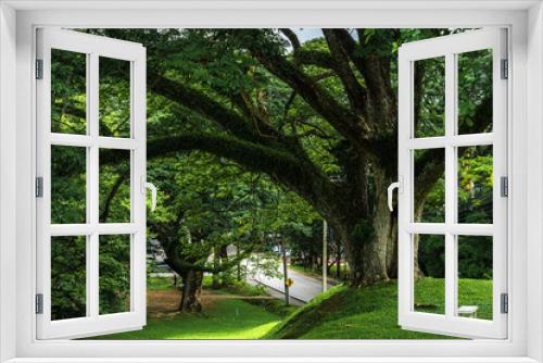 Fototapeta Naklejka Na Ścianę Okno 3D - big tree landscape lake views at Ang Kaew Chiang Mai University in nature forest Mountain views spring cloudy sky background with white cloud.