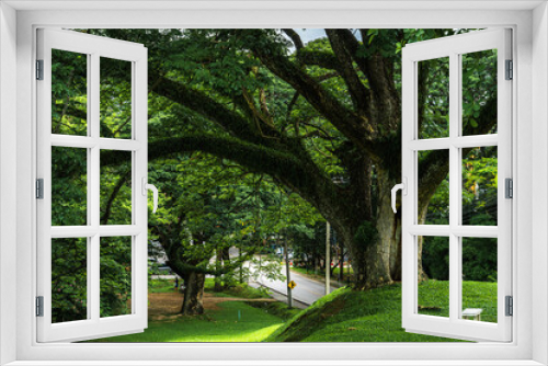 Fototapeta Naklejka Na Ścianę Okno 3D - big tree landscape lake views at Ang Kaew Chiang Mai University in nature forest Mountain views spring cloudy sky background with white cloud.