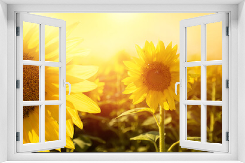 Fototapeta Naklejka Na Ścianę Okno 3D - słoneczniki kwiaty w promieniach słońca