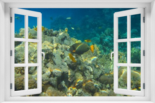 Fototapeta Naklejka Na Ścianę Okno 3D - Underwater photography of the Red Sea reefs in South Sinai