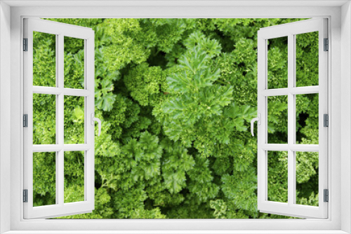 Fototapeta Naklejka Na Ścianę Okno 3D - Verdure,salad